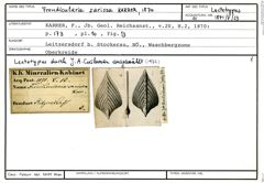 Karteikarte zum Lectotyp von Frondicularia sarissa Karrer, 1870